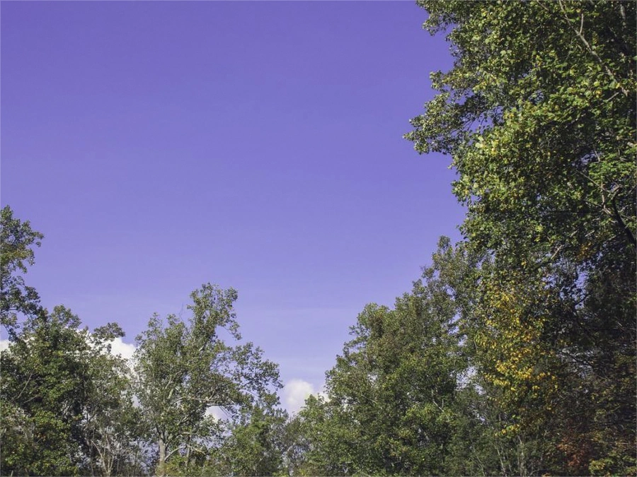 Vacant Lots in Wayne County